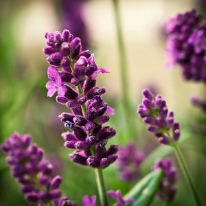 Minyak esensial <span class=keywords><strong>Lavender</strong></span> murni alami, minyak Diffuser aromatik organik membantu tidur santai tubuh <span class=keywords><strong>Lavender</strong></span> - Product Image 2