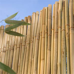 เสาไม้ไผ่ธรรมชาติสำหรับทำสวน - Product Image 5