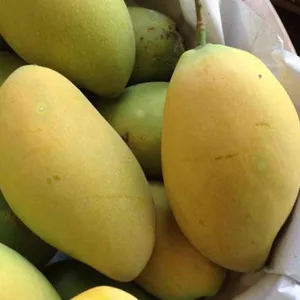 Grande quantité de fruits à la mangue pour les grossistes