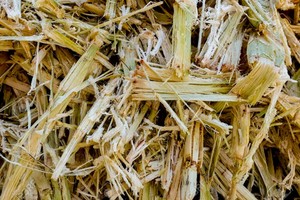 Bagasse de canne à sucre fermentée séchée pour l'alimentation du bétail, poudre de bagasse de canne à sucre naturelle, fibres fermentées à vendre - Product Image 4