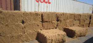 [NOUVEAU PRODUIT!!!] FIBRE DE NOIX DE COCO HAUTE NORME D'EXPORTATION AVEC LE PRIX COMPÉTITIF _ LE PLUS CHOCE POUR VOUS DU VIETNAM 2023 - Product Image 2