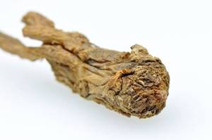 Aceite esencial de raíz de Angélica 100% puro y natural al por mayor proveedor a granel para aromaterapia cuidado de la piel y perfumería - Product Image 3