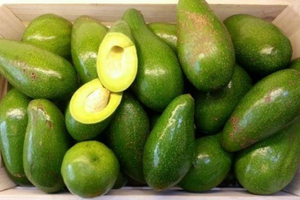 Polvo de aguacate/fruta - Product Image 6