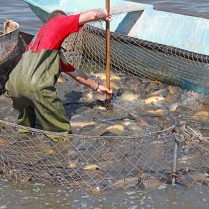 Probitiotics ออกแบบมาสำหรับปลาที่มีสุขภาพดี - Product Image 5