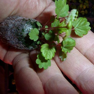 Disques de coco pour l'enracinement / Disques de coco - Product Image 1