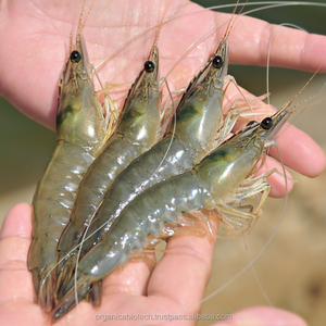 Aqua probióticos para gambas, pescado, camarones, huevos en Canadá - Product Image 3