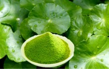 PENNYWORT-polvo SAFE Sophie - Product Image 2