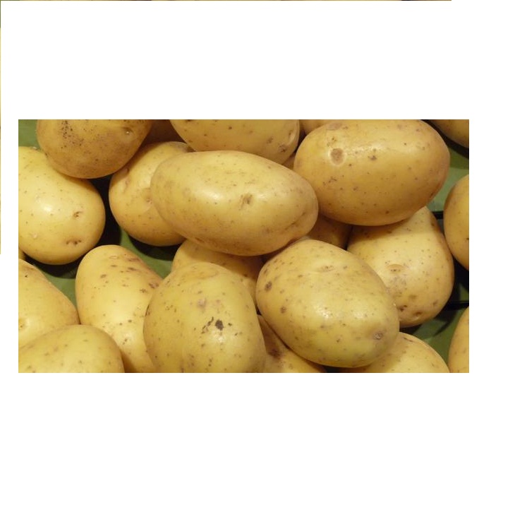 Картофель экспорт