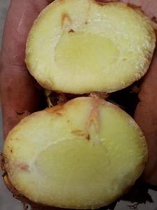 Galangal root, calidad superior, para cocinar - Product Image 5
