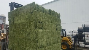 Mars 2019 Foin de Luzerne De haute Qualité à vendre avec Des Certificats - Product Image 2