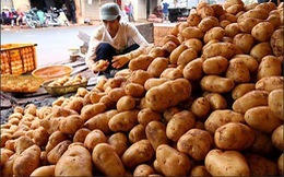 POMME DE TERRE DU VIETNAM en 2020 - Product Image 5