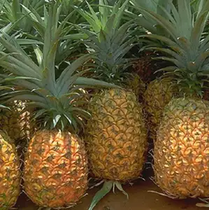 Extracteur d'ananas frais, pièces, en vrac, boîtes d'extraction