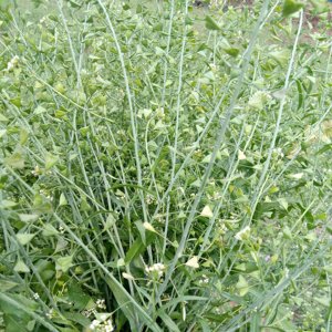 En vrac naturel brut sauvage séchée plante entière Capsella bursa-pastoris <span class=keywords><strong>sac</strong></span> à main de <span class=keywords><strong>berger</strong></span> pickbourse casemoût coupes pour herbe - Product Image 2