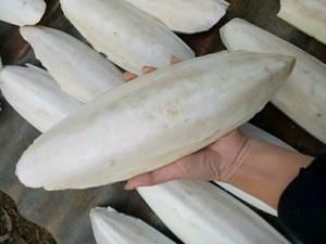 Los mejores y más vendidos huesos de calamar secos naturales con alto contenido de calcio 2025 para alimentos de loros en Vietnam OEM empaquetado/alta calidad para exportar - Product Image 5