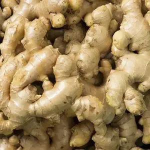 HIGH QUALITY FRESH GINGER FROM VIETNAM