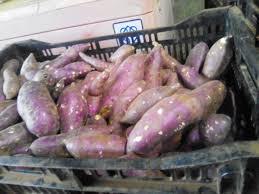 Batata 2020, el mejor precio - Product Image 6