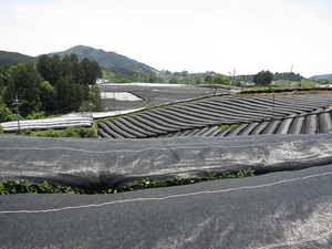 Thé porte-bonheur et japonais, de haute qualité - Product Image 6