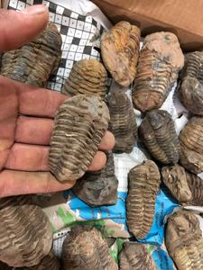 Trilobita Calymene Tallada en Piedra Preciosa, Cristal Coleccionable - Product Image 2