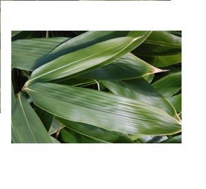 DECORACIÓN DE HOJAS DE BAMBÚ NATURAL DE ALTA CALIDAD SUSHI/VENTA CALIENTE - Product Image 1