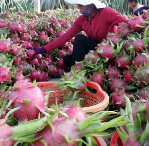 FRUITS de DRAGON frais du vietnam 2022 - Product Image 3