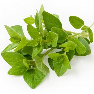 Fabricant en vrac approuvé par les GMP d'huile essentielle d'origan huile d'arbre à thé pour une utilisation en aromathérapie dérivée de feuilles d'origan - Product Image 2
