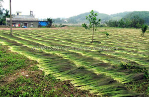 Escoba de césped, material sin procesar, a la venta en 2020 - Product Image 6