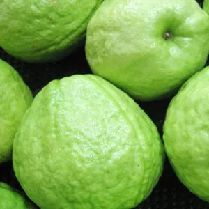 FRISCHE GUAVA/GUAVA-FRÜCHTE VERKAUF IN BULK WHATSAPP 84 845 639 639