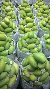 <b>Fresh</b> <b>Mango</b> / Cat Chu <b>Mango</b> in 2024 - Product Image 2