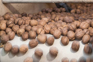 วอลนัทผลไม้อบแห้งเกรด A ขายดี บรรจุภัณฑ์ 10 กก. พร้อมส่งออกทั่วโลก - Product Image 2