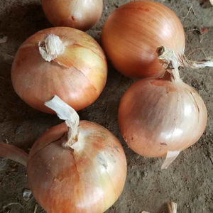 Cebollas Rojas Frescas Redondas Sin Pelar 1kg Baratas Disponibles de Sudáfrica - Product Image 3