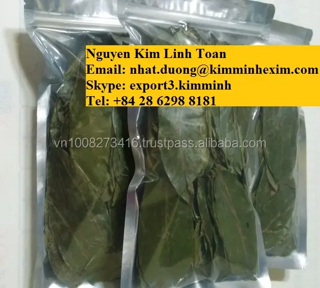 Premium sınıf Soursop yaprak çay Vietnam sağlıklı doğal yeşil aromalı Soursop çay 24 ay raf ömrü