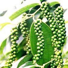 Pimiento Verde de Vietnam en Tambor de Plástico Grande - Product Image 3