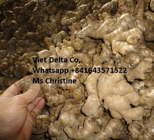 ราคาต่อตันของขิงสดจากเวียดนาม - Product Image 3