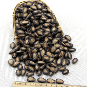 Semillas de sandía secas de color negro, buena calidad - Product Image 3