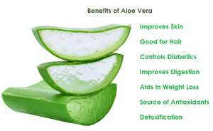 Fabricant d'huile végétale de gel d'aloe vera pressé à froid certifiée GMP, OEM/ODM en Inde - Product Image 3