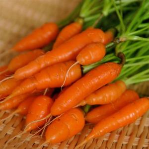 แครอทสด เบบี้ วีเอทนาม - Product Image 1