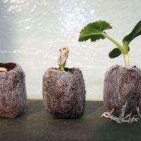 DISQUES COCO COIR/TOURBE COCO/BRIQUE COCO COIR POUR LA PLANTATION - Product Image 5