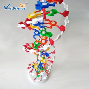 Biology <strong>Model</strong> Advanced School Education DNA <strong>Model</strong> Medical <strong>Science</strong> Education <strong>Model</strong> - Product Image 2