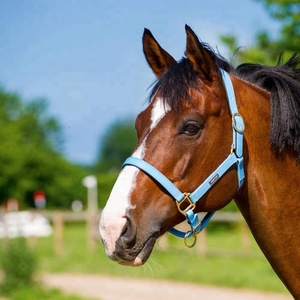Cabestro para Caballo de PVC, Impermeable, Duradero, Ajustable, Resistente, para Establos Ecuestres - Product Image 4
