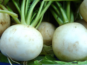 Daikon-rábano blanco fresco, WHATSAPP + 0084 845 639639, gran oferta - Product Image 4