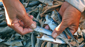 Carré rond de cuisine séché, vente en gros, herpines - Product Image 5