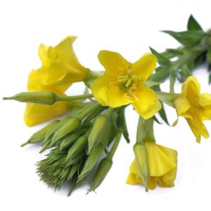 Aceite esencial de onagra puro de alta calidad, precio al por mayor, suplementos orales - Product Image 3