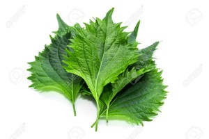 Perilla Verde Shiso de la Mejor Calidad - Product Image 3