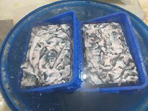 หนังปลาแช่แข็ง/ หนังปลาบาซาแช่แข็ง/ หนังปลาดุกแช่แข็ง 99 โกลด์ ดาต้า - Product Image 5