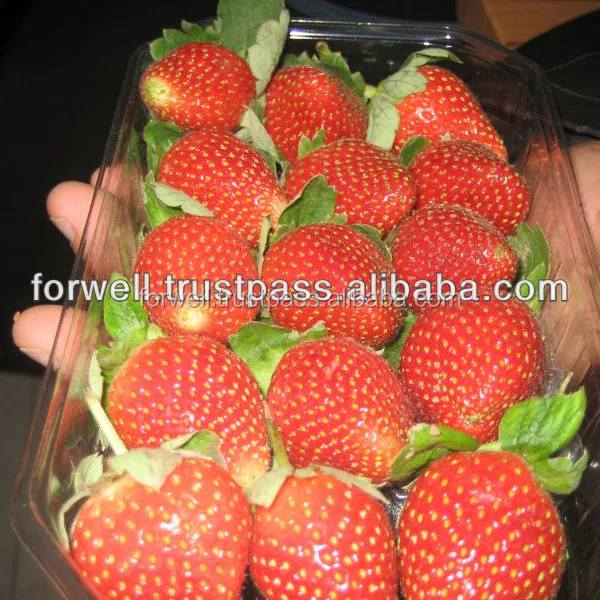 Hochwertige ganze frische Erdbeere zum Verkauf