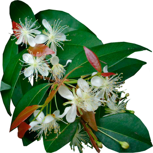 Aceite Esencial de Copaiba Puro de Primera Calidad (Resina) Certificado por GMP para Nutrir e Hidratar - Venta al por Mayor - Product Image 2