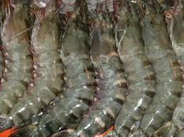 Camarón Tigre gigante al por mayor de Vietnam, camarón tigre negro congelado, exportadores a precio asequible - Product Image 3