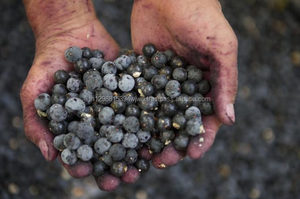 Fresas frescas de grado A, Raspberry, elderberry, arándanos, moras negras, grosores negros - Product Image 2