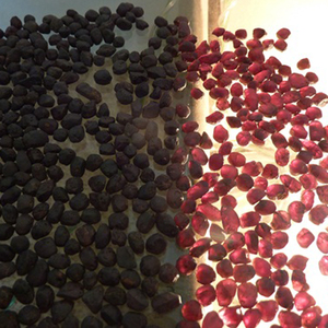 
 
 
 Pierres précieuses en grenat rose violet naturel, rondes de 10 à 12 mm, provenance indienne |   Certifié par des tiers |   Prix compétitif |   Pour Juifs - Product Image 4