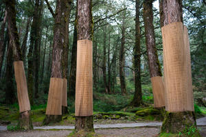 PROTECCIÓN DE TRONCO DE ÁRBOL CON MANTO DE JUNCO - Product Image 4